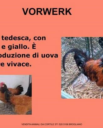 Galline ornamental vorwerk