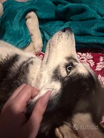 Siberian Husky femmina 3 anni e mezzo