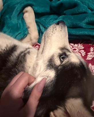 Siberian Husky femmina 3 anni e mezzo
