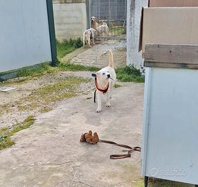 Coccoloso cucciolo 4 mesi mix labrador in adozione