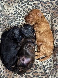 Cucciolata di barboncini toy