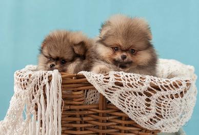 Cuccioli di Pomerania