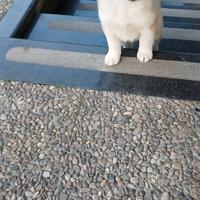 Cucciola
