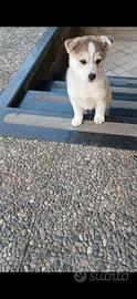 Cucciola