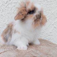 Coniglietti nani conigli ariete