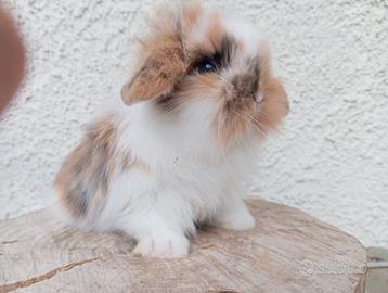 Coniglietti nani conigli ariete