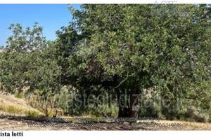 Terreno Agricolo Sommatino [A4325739]