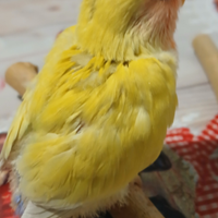 Inseparabile lutino occhi rossi allevato a mano