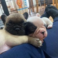 Cuccioli di bouledogue francese