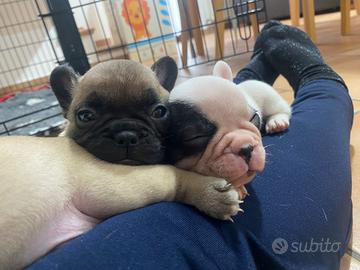 Cuccioli di bouledogue francese