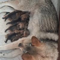 Cuccioli cane lupo cecoslovacco