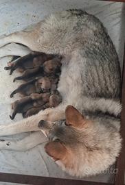 Cuccioli cane lupo cecoslovacco