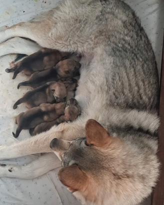 Cuccioli cane lupo cecoslovacco