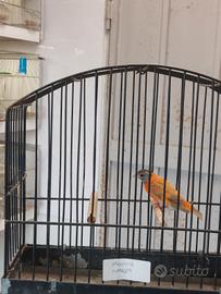 Cardinalini