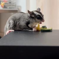 PETAURO dello ZUCCHERO, maschio allevato a mano