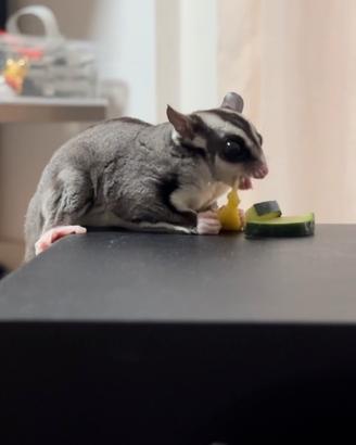 PETAURO dello ZUCCHERO, maschio allevato a mano