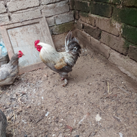 Gallogiovane e robusto con colorazione stupenda