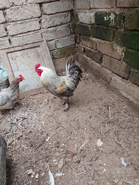 Gallogiovane e robusto con colorazione stupenda