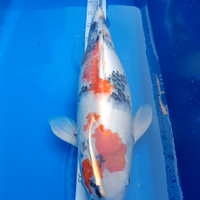 Jumbo Koi 60cm