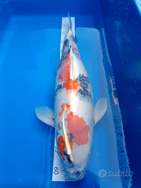 Jumbo Koi 60cm