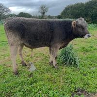 Toro Razza Bruna Originale