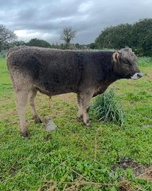 Toro Razza Bruna Originale