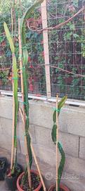 piante di pitaya