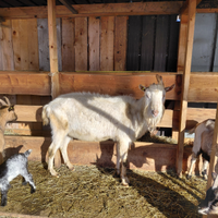 Becchi saanen e camosciato