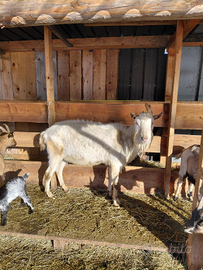 Becchi saanen e camosciato