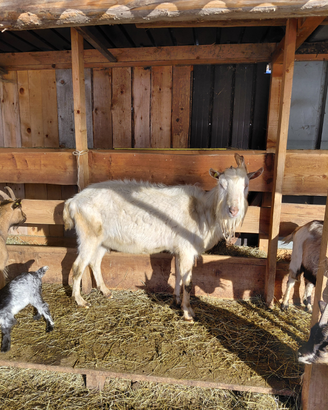 Becchi saanen e camosciato