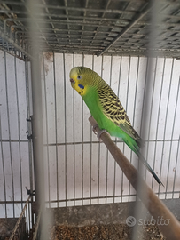 Cocorite ondulati di colore