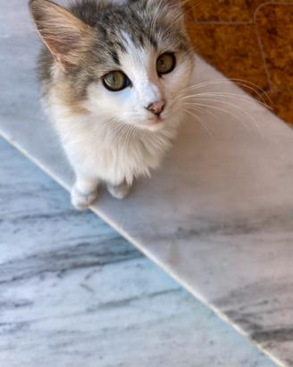 Dolce cucciola di gatto