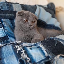  Ultimo cucciolo Scottish fold 