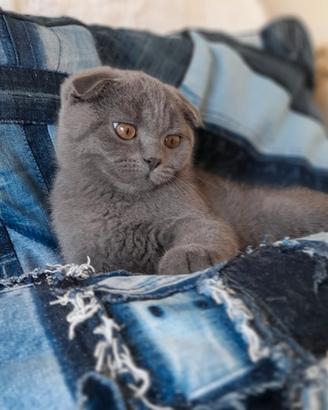  Ultimo cucciolo Scottish fold 