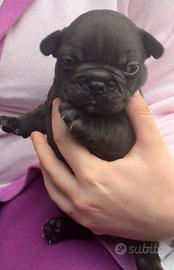 Bulldog francese