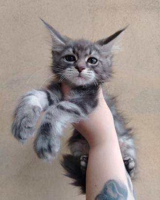 Maine coon Femmina e maschio