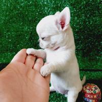 Chihuahua con pedigree enci