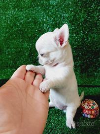 Chihuahua con pedigree enci