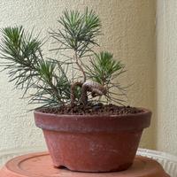 Pinus thunbergii shohin - pino nero giapponese