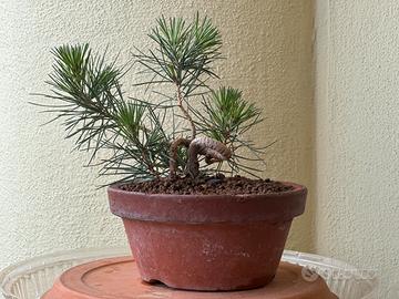 Pinus thunbergii shohin - pino nero giapponese