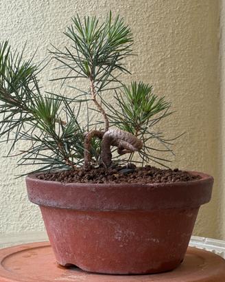 Pinus thunbergii shohin - pino nero giapponese