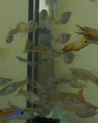 Guppy 1 euro