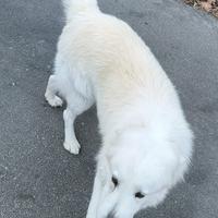 Maremmano per cuccioli