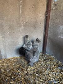 Galline moroseta