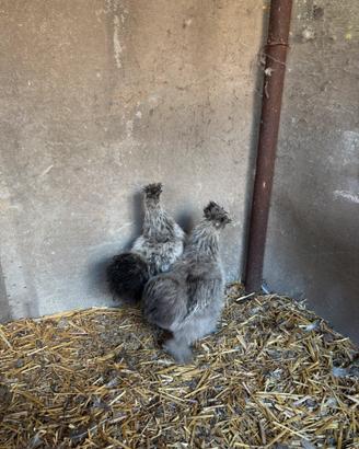 Galline moroseta