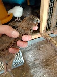 Quaglie