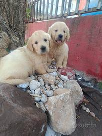 Golden retriever pedigree ENCI