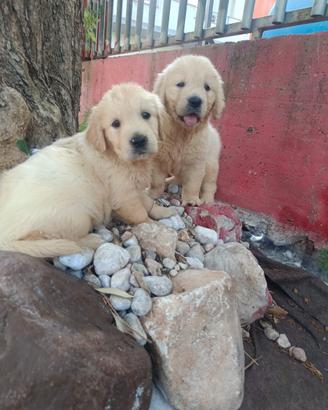 Golden retriever pedigree ENCI