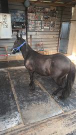 Pony