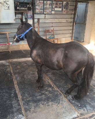 Pony